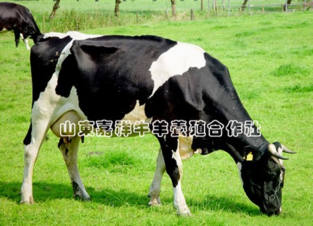 供应供应荷斯坦奶牛、肉牛